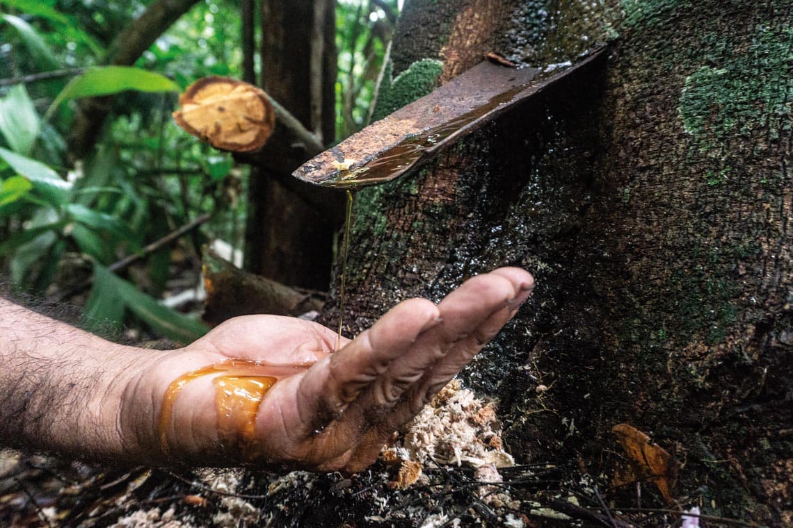 extração oleo copaiba - ROGERIO ASSIS.jpg